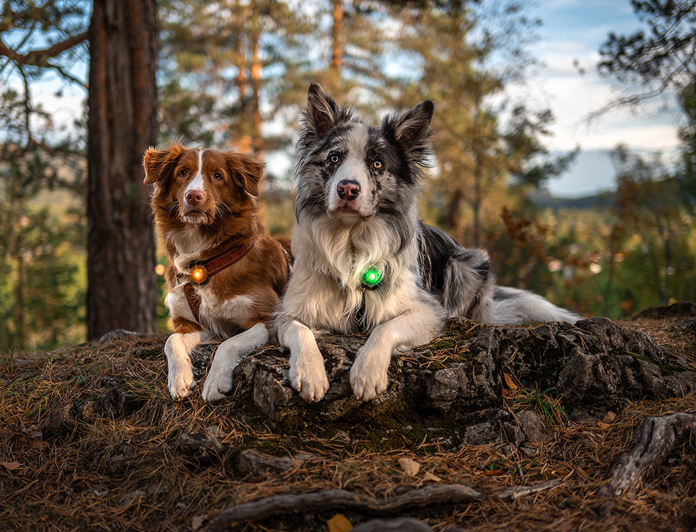 Sicherheitslichter für Hunde: Mehr Sicherheit für deinen Vierbeiner