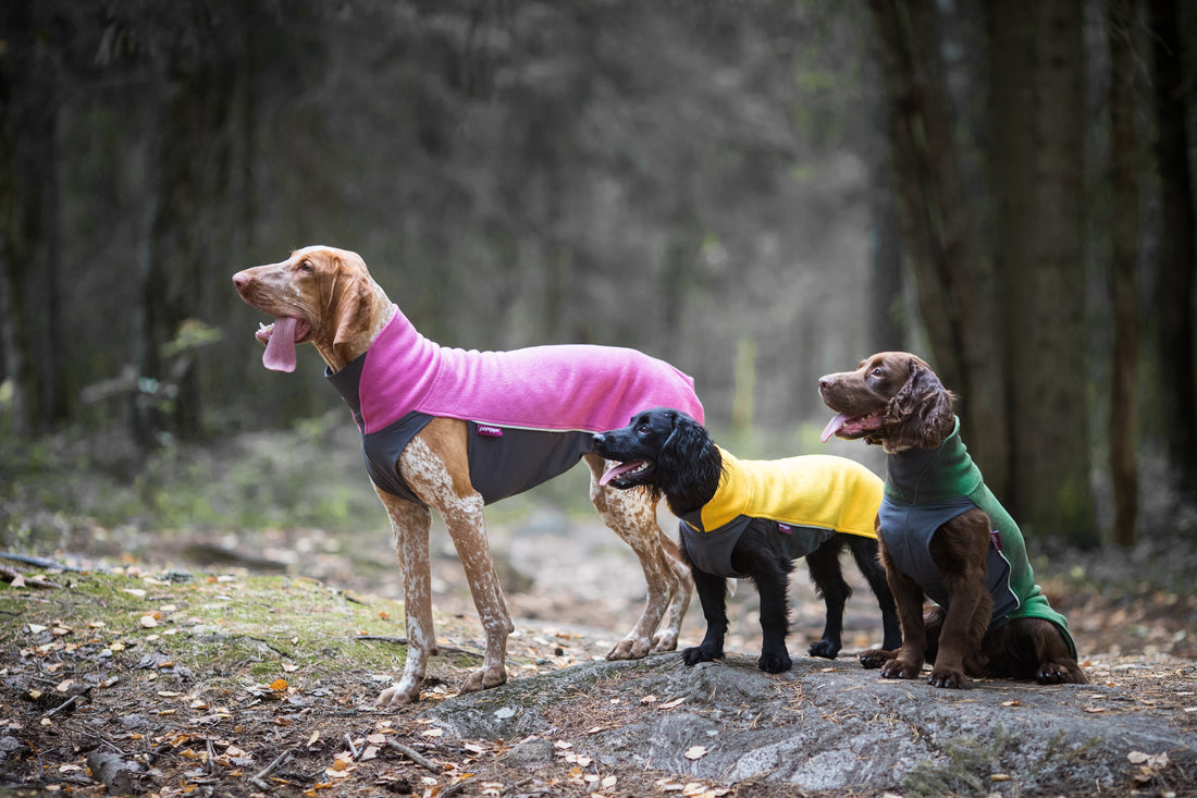 Diese Risiken birgt der Herbst für Hunde