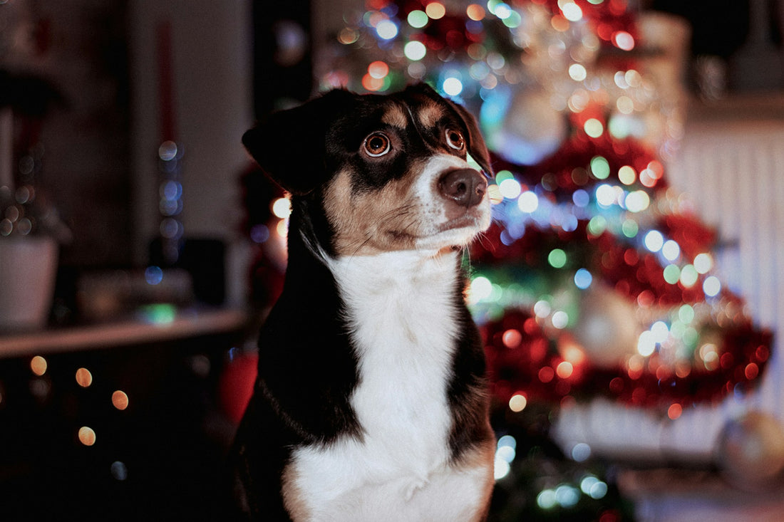 Adventskalender für Hunde