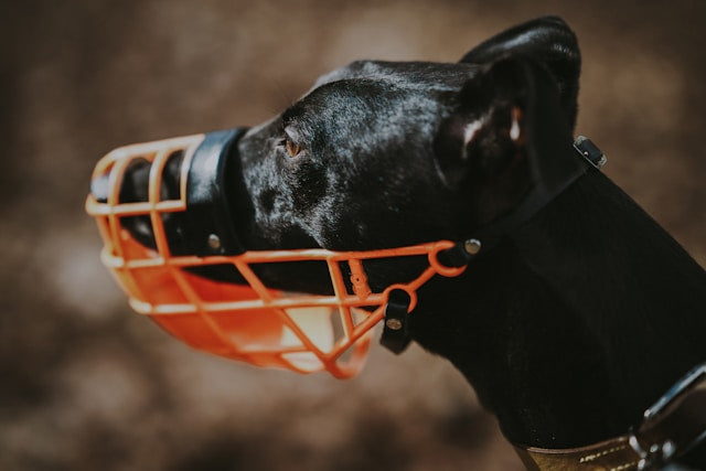 Die Bedeutung der Verwendung von Maulkörben für Hunde: Trends und Vorteile