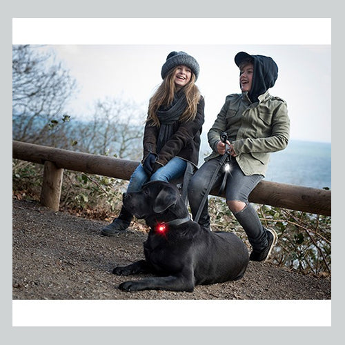 Licht für Hund Orbiloc Dog Dual - Twin Pack Saftety Light