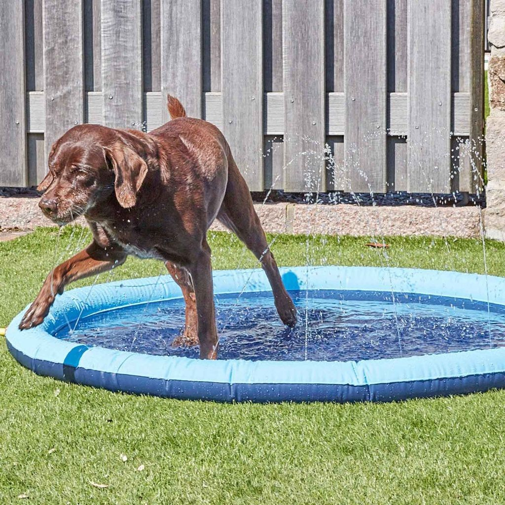 Splash Hundepool