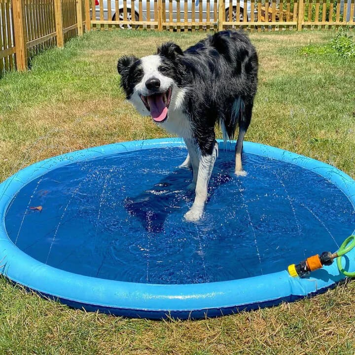 Splash Hundepool