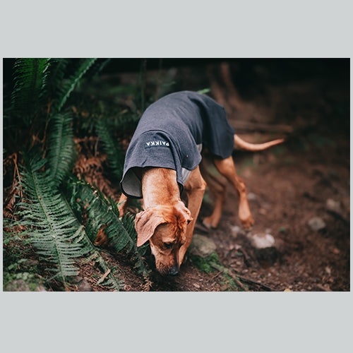 Hunde Recovery Winter Shirt